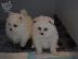 PoulaTo: kittens for adoption