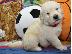 PoulaTo: Εκπληκτικά κουτάβια Golden Retriever