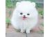 PoulaTo: Φοβερά κουτάβια Pomeranian