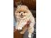 PoulaTo: Pomeranian toy