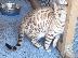 PoulaTo: Charming carnival kitten