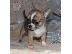 PoulaTo: τσιουάουα  mini /  chihuahua mini
