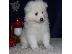PoulaTo: Samoyed κουτάβια
