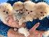 PoulaTo: Pomeranian mini