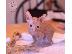 PoulaTo: Donskoy Kittens