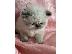 PoulaTo: Himalayan Kittens