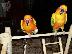 PoulaTo: Sun Conures είναι