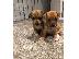 PoulaTo: Jack Russell terrier puppy for sale