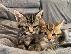 PoulaTo: Bengal kitten for adoption and rehoming