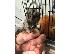 PoulaTo: baby marmoset  for 250€