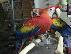 PoulaTo: Ζεύγος Scarlet Macaw παπαγάλοι με ένα τεράστιο κλουβί