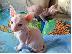 PoulaTo: Γατάκια Sphynx