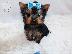 PoulaTo: Affectionate Teacup Male and Female Yorkie puppis for Sale