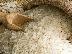 PoulaTo: GREEK RICE www.diatrofiki.com