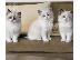 PoulaTo: Σκωτσέζικες Fold/Straight Kittens Προς Πώληση