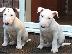 PoulaTo: Αγγλικά bull terrier