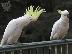 PoulaTo: Lovely Pair of Umbrella Cockatoos