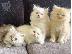 PoulaTo: Ragdoll Kittens προς πώληση Αρσενικό/θηλυκό