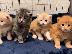 PoulaTo: πανέμορφα γατάκια Maine Coon