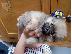 PoulaTo: Bueatiful Pomeranian κουτάβια