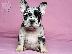 PoulaTo: French bulldog Hyena
