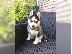 PoulaTo: Σιβηρικός Husky Puppy, Γυναίκα