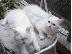 PoulaTo: Teleia gatakia Ragdoll