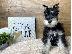PoulaTo: Schnauzer mini - Σνάουτσερ μινι