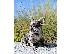 PoulaTo: French bulldog puppy for sale