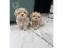 PoulaTo: Maltipoo για υιοθεσία