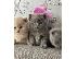 PoulaTo: adorable kittens for adoption