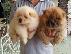 PoulaTo: Δωρεάν Chow chow brawn&white για να πάτε σπίτι ως χριστουγεννιάτικο δώρο...