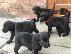 PoulaTo: Labrador Puppies