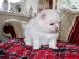 PoulaTo: Μικρό Pomeranian Puppy αρκουδάκι