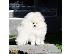 PoulaTo: Καταπληκτικά κουτάβια από Pomeranian!