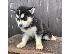 PoulaTo: Διαθέσιμα κουτάβια Pomsky