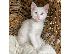 PoulaTo: Khao Manee Kittens