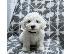 PoulaTo: Αγνά κουτάβια bichon frize