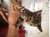 PoulaTo: Γατάκι Savana Bengal