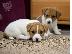 PoulaTo: Πωλούνται πολύ παιχνιδιάρικα κουτάβια Jack Russell Terrier...