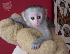 PoulaTo: baby marmoset για 300 €