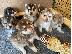 PoulaTo: Καταπληκτικό Pomsky