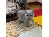 PoulaTo: adorable kittens for adoption
