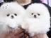 PoulaTo: όμορφα Pomeranian Puppies προς πώληση