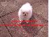 PoulaTo: pomeranian puppies for adoption
