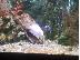 PoulaTo: κιχλιδες    Archocentrus nigrofasciatus