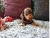 PoulaTo: Dachshund Puppies