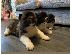 PoulaTo: ΚΑΤΑΠΛΗΚΤΙΚΑ ΥΠΗΡΕΣΙΑ ΑΚΙΤΑ PUPPIES SVSILABLE
