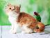PoulaTo: Exotic Kittens