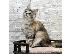PoulaTo: Maine Coon Kittens For Sale